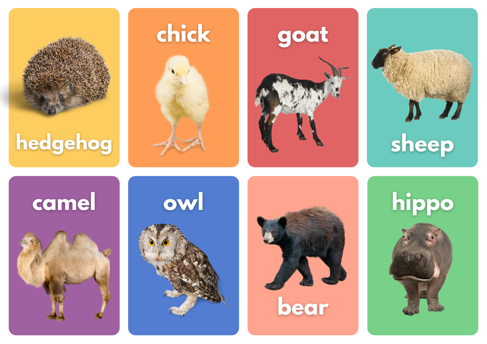 Flash Card Hewan Animal Kak Agus Berbagi