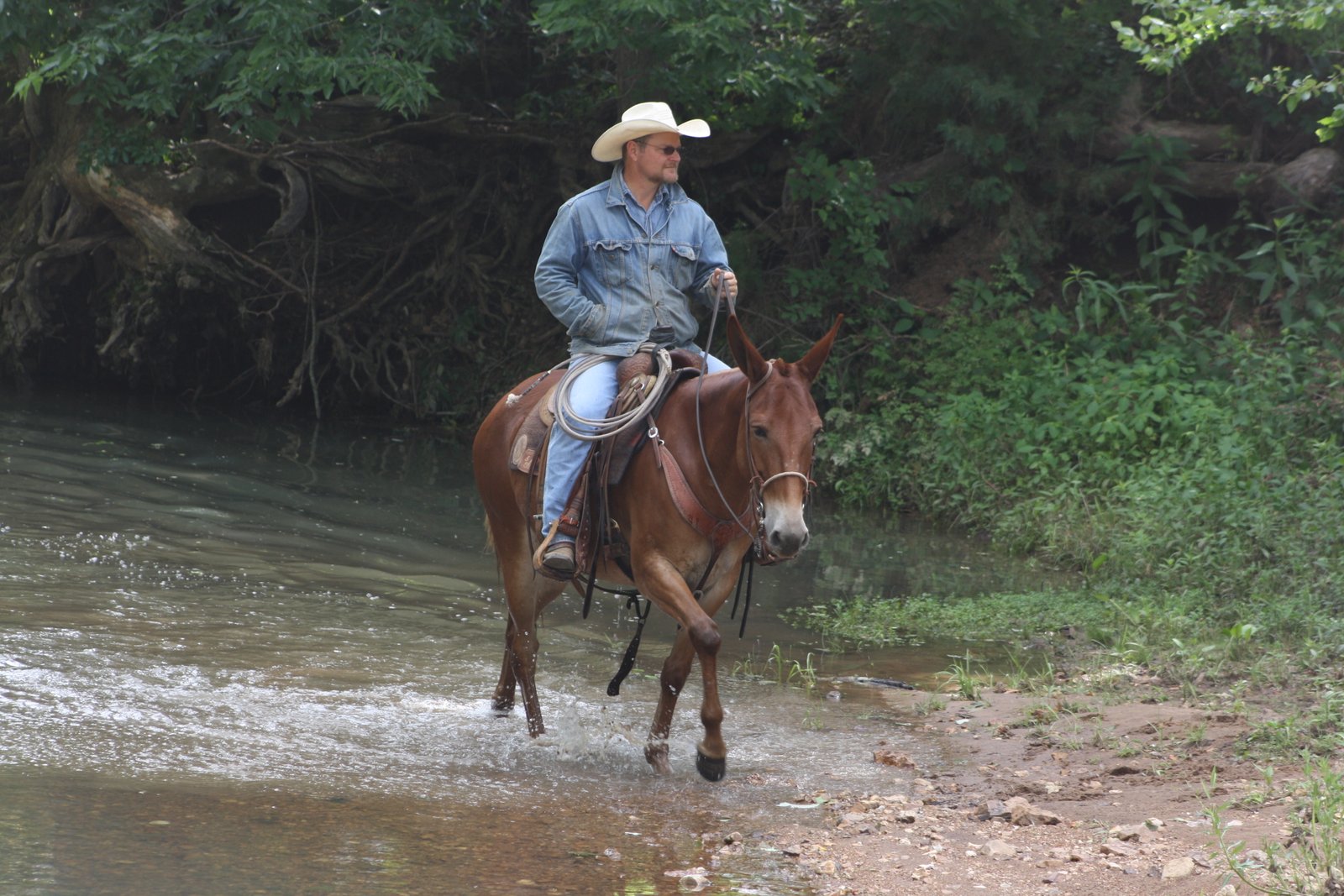 jack clark mule sale