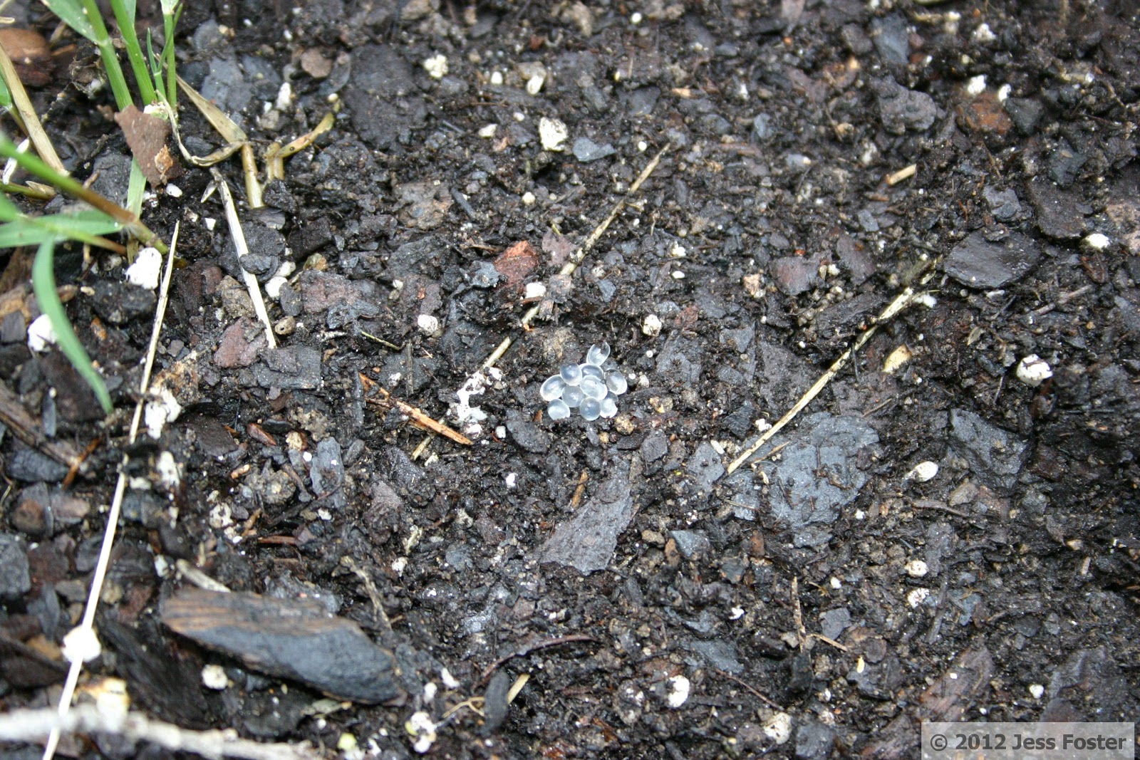 Sluggin' Along Slug Eggs Clutch 3