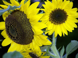 sunflowers snack watching fly birds