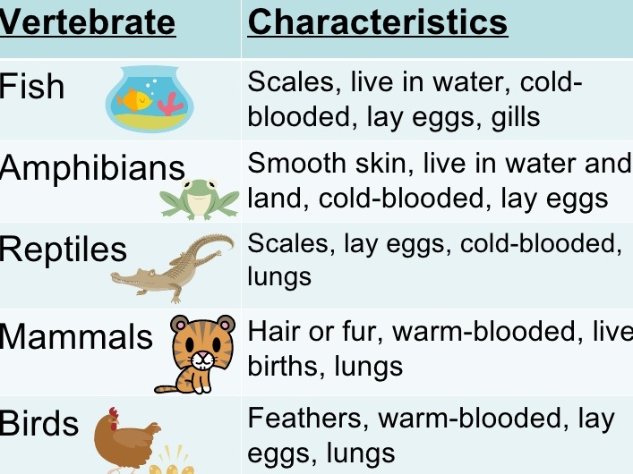 Vertebrate Characteristics Chart