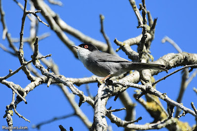 Tallarol capnegre (Sylvia melanocephala)