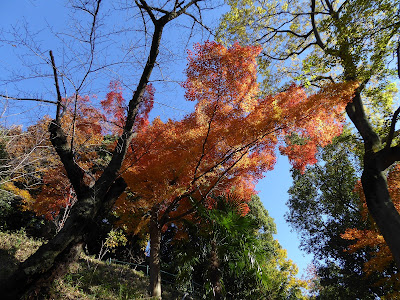 野崎観音・慈眼寺（じげんじ）の紅葉