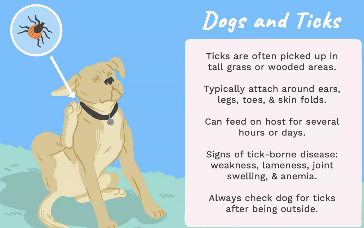 Tick Bites on Dogs Dog Health Tips Dog Tips Secret