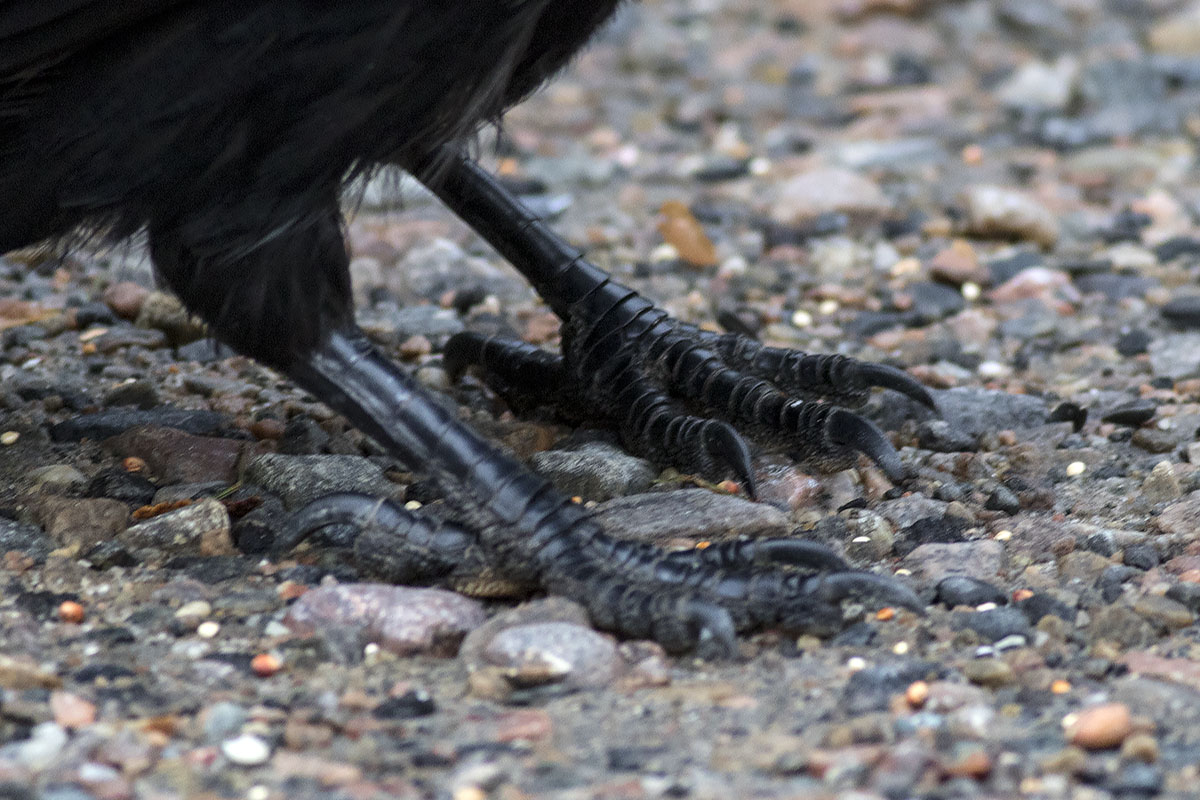 Ann Brokelman Photography: Common Raven - Algonquin 2016