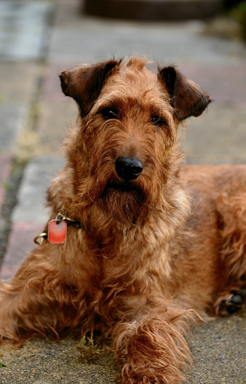 Irish Terrier Dog Breed Multiverses Journal