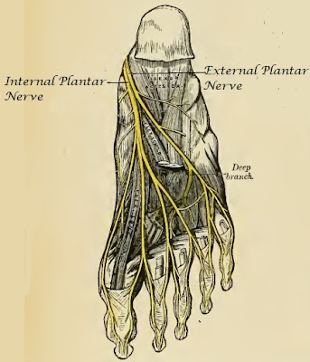 Science & Medicine: Nerve Supply to Foot