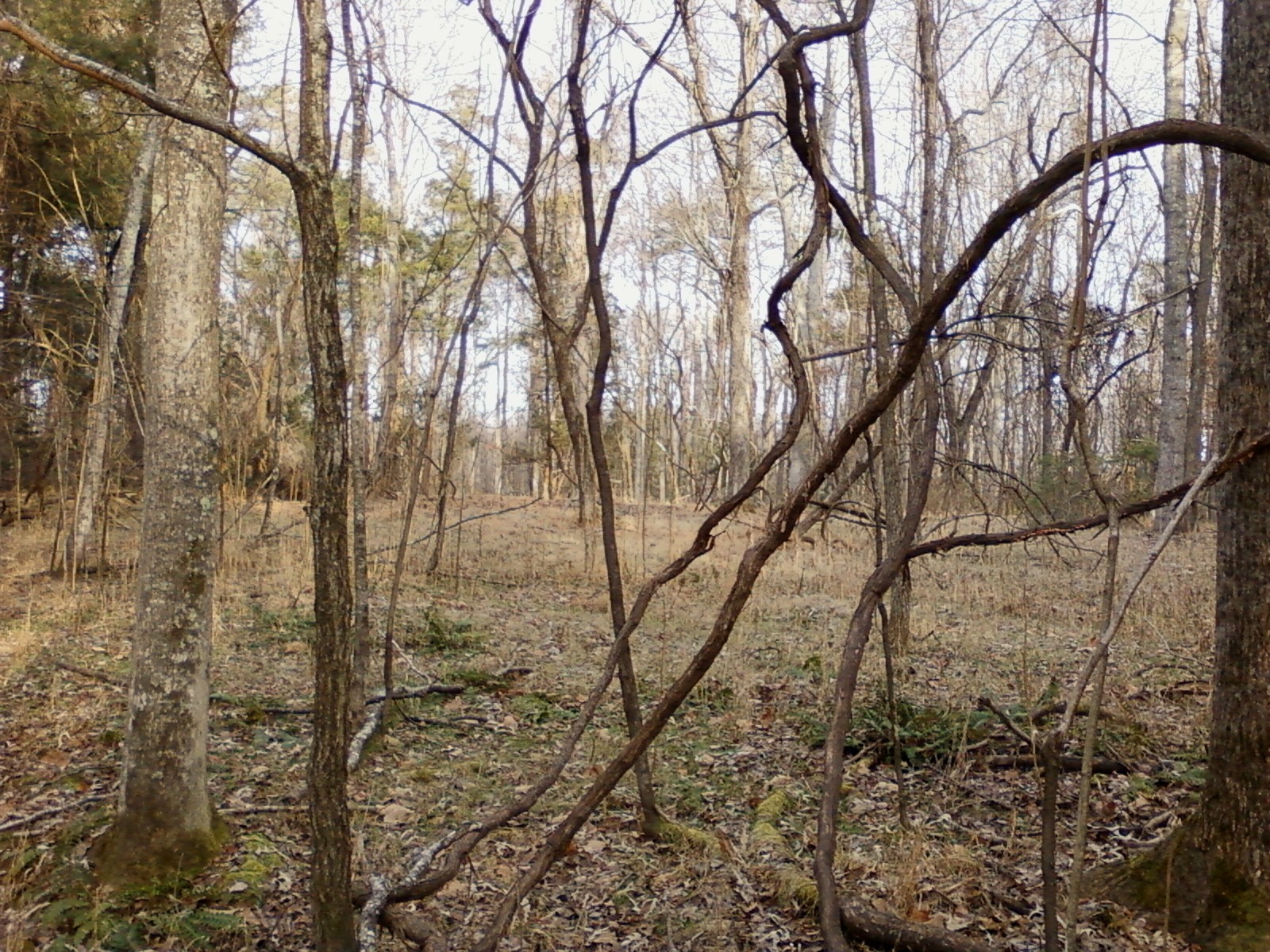 bensozia Today in the Virginia Woods
