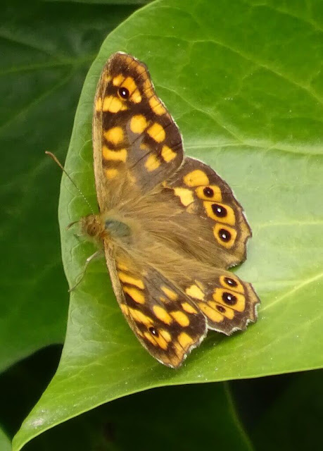 Borboleta - Praia da Rocha