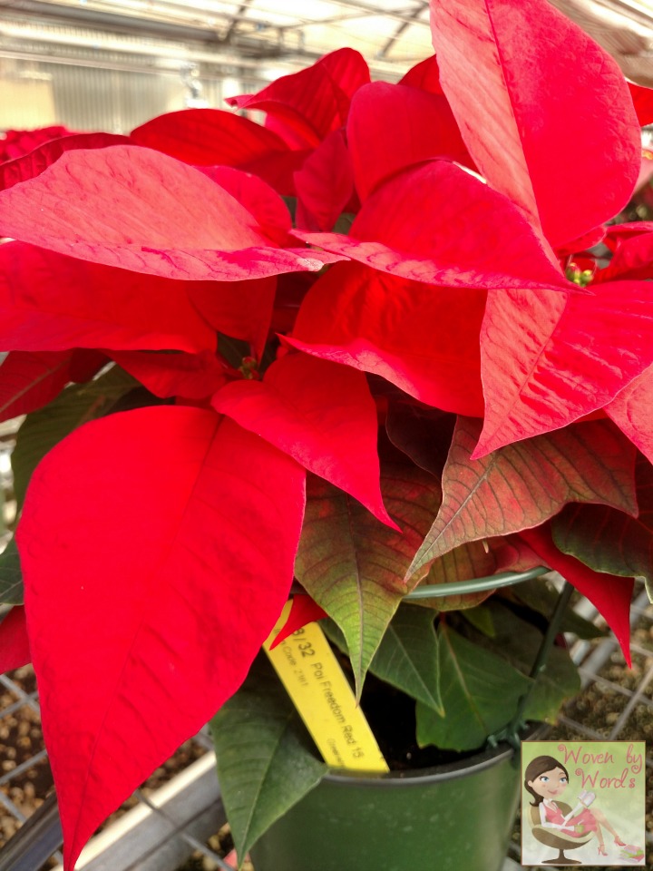 Woven by Words Poinsettias & Holiday Plants At Greenstreet Gardens