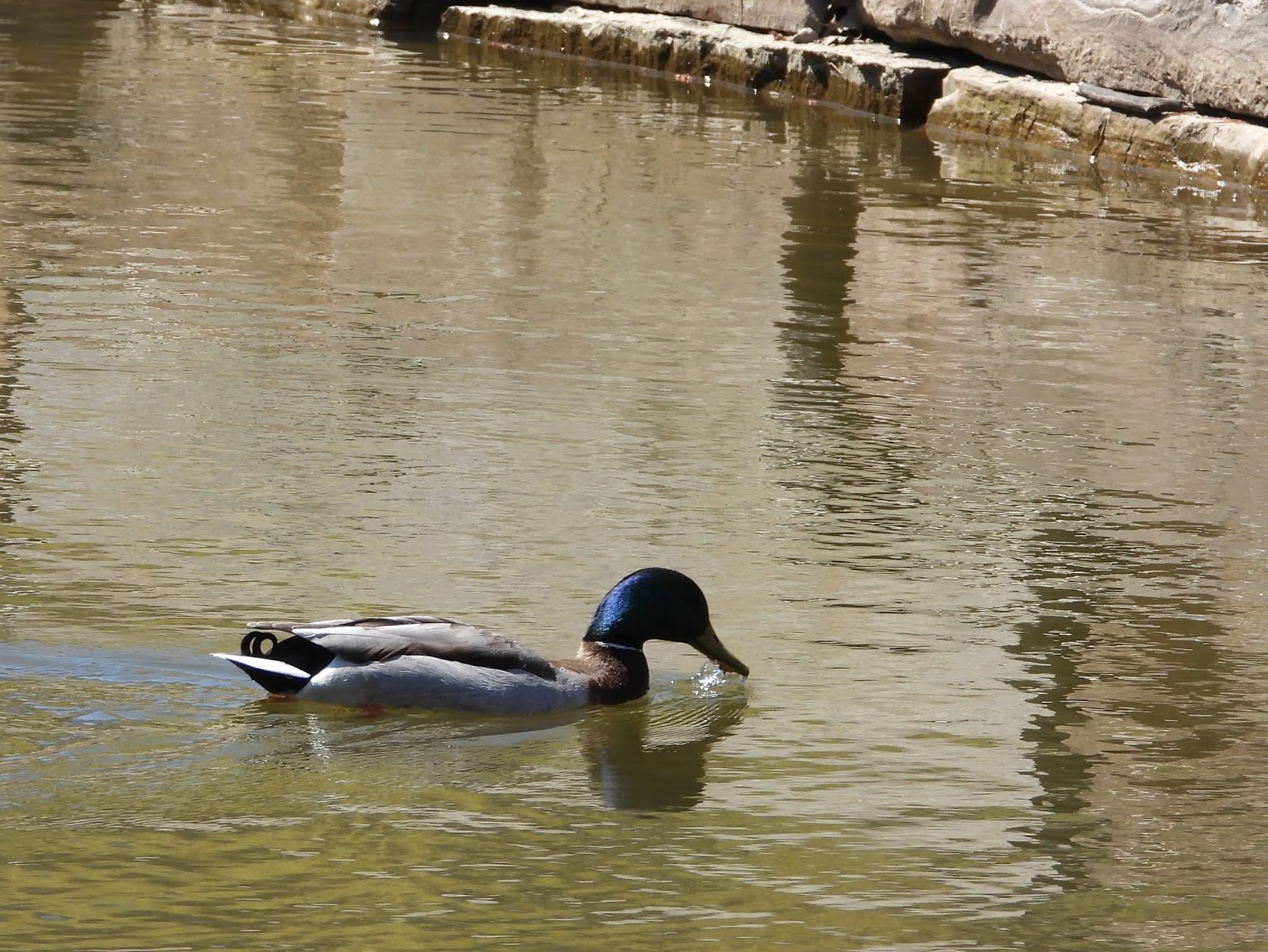 Bird & Travel Photos, Birding Sites, Bird Information: RARE BLUE/PURPLE