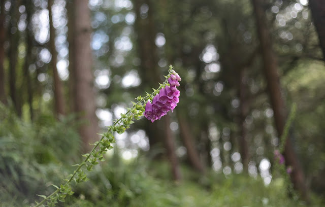 Foxglove