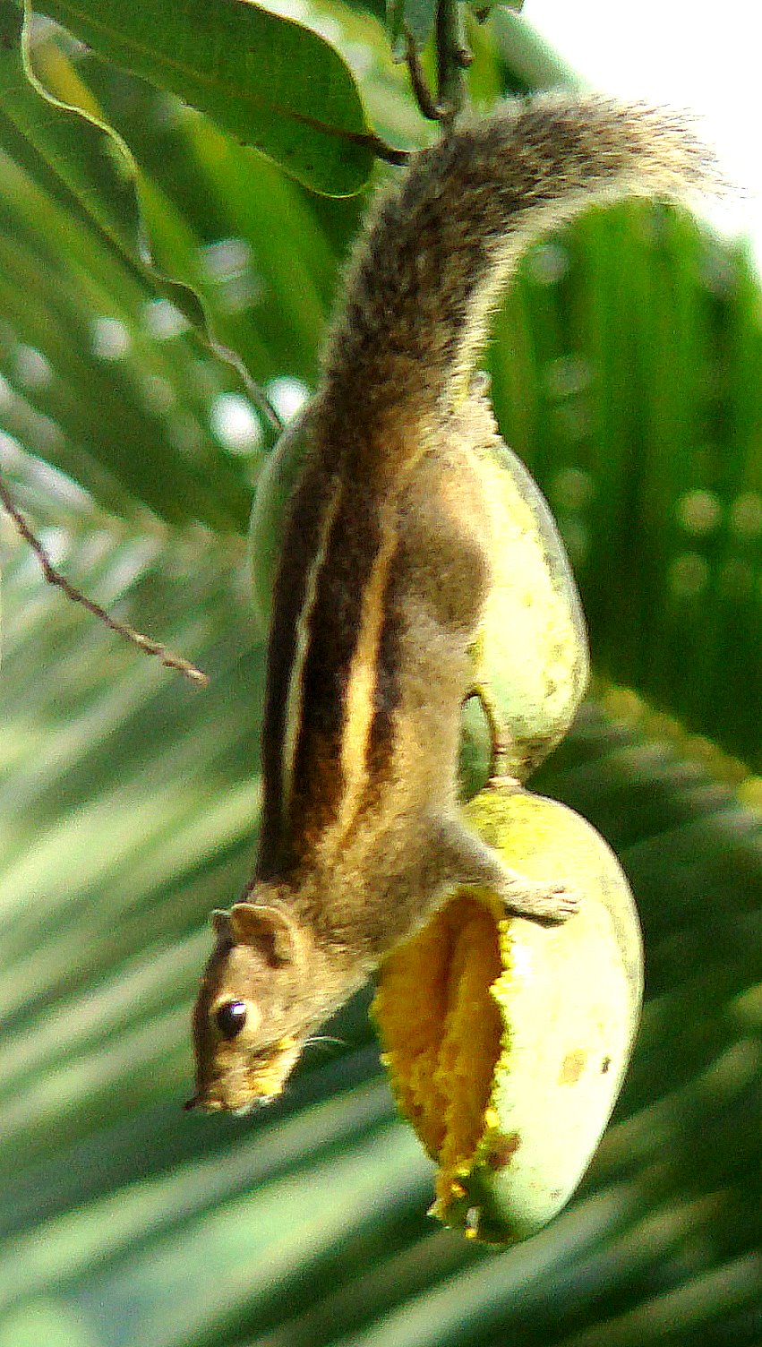 DiscoverSriLanka SRI LANKA MANGO SEASON