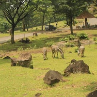 Taman safari prigen - Tempat Wisata Study Tour Malang Batu