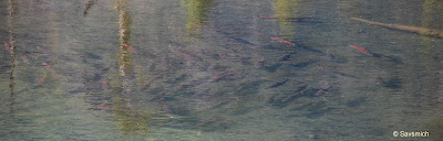 Salmon viewing