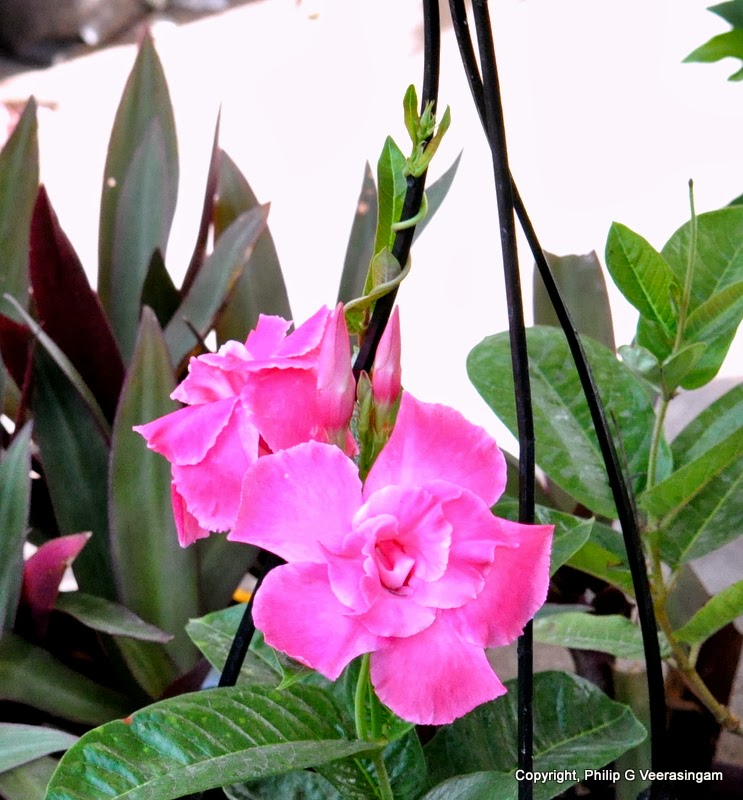 Images of Sri Lanka on Plants for sale at the 'Waters
