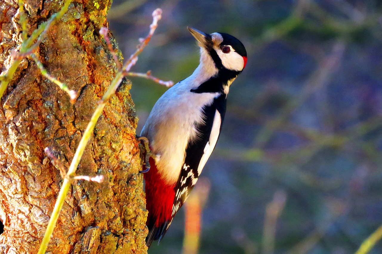 AUTENS DIRECT Science, why don't the woodpecker have a headache?