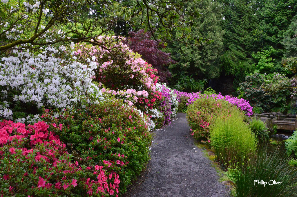 Crystal Springs Rhododendron Garden (Portland, Oregon)