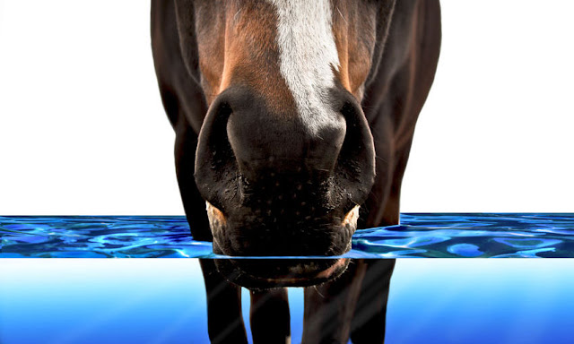 trompa de caballo en estanque con agua