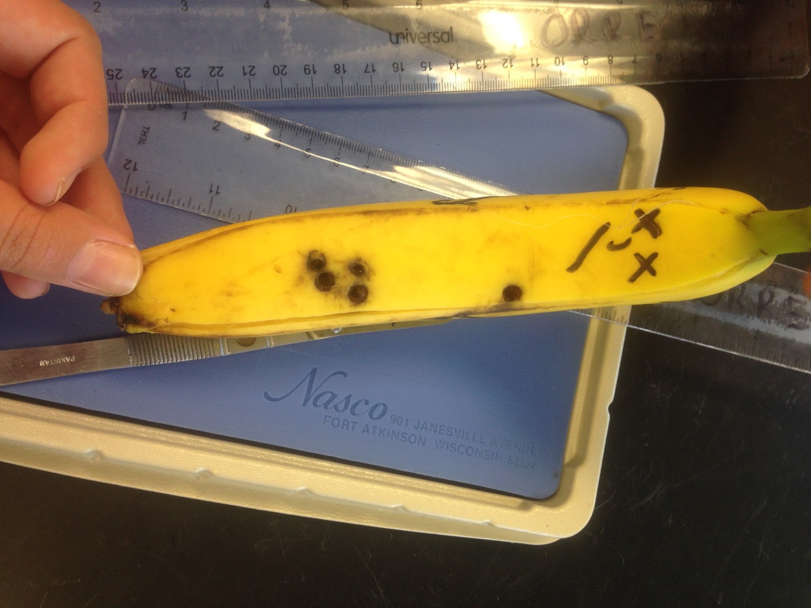 Sofia's Anatomy Physiology Blog Hana the Banana Lab