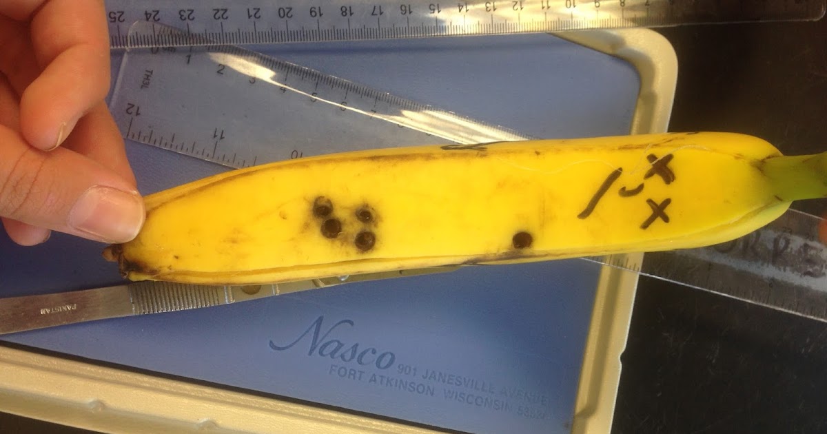 Sofia's Anatomy Physiology Blog Hana the Banana Lab