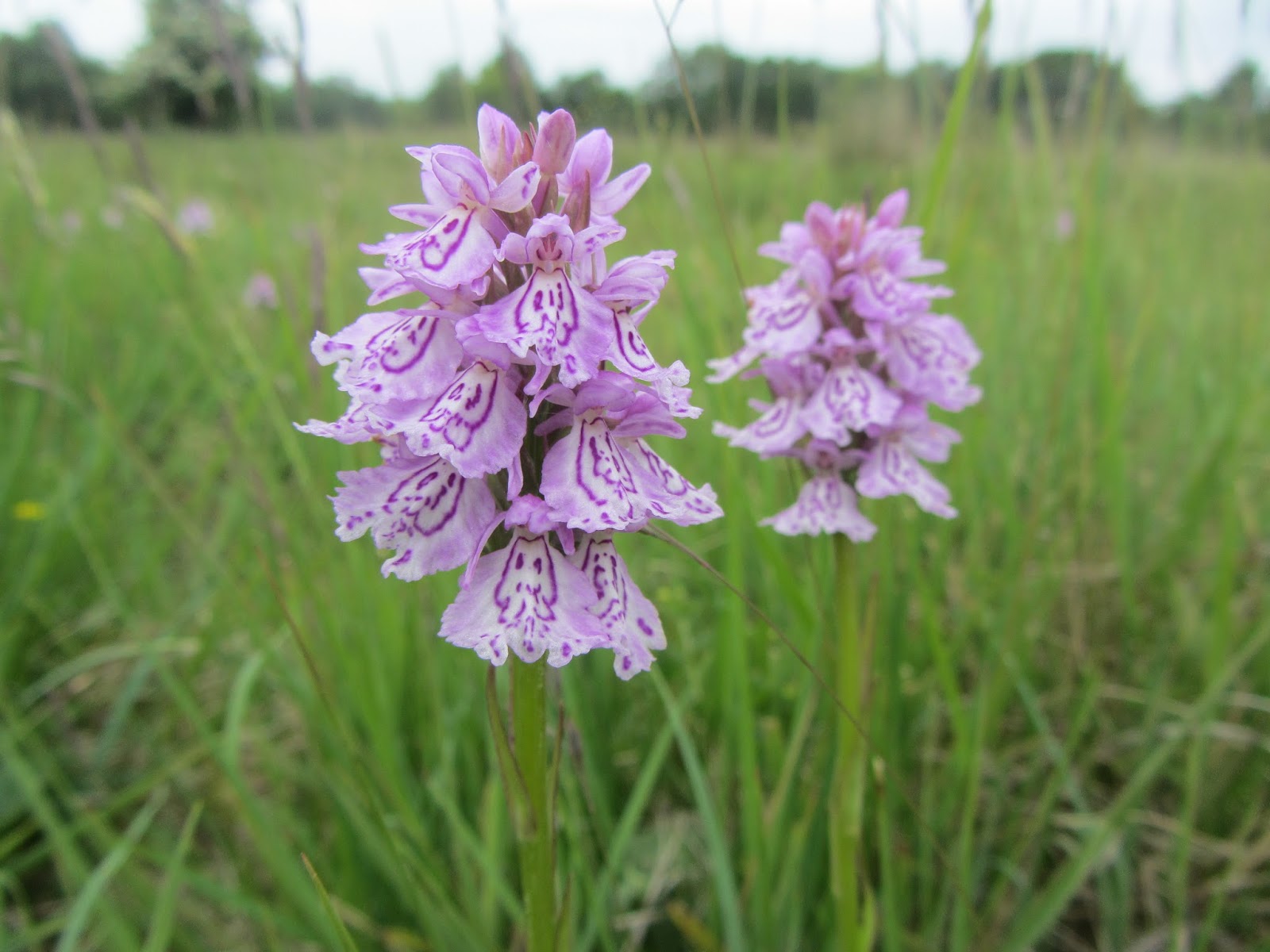 Cardiff Naturalists Society Aberbargoed Grasslands