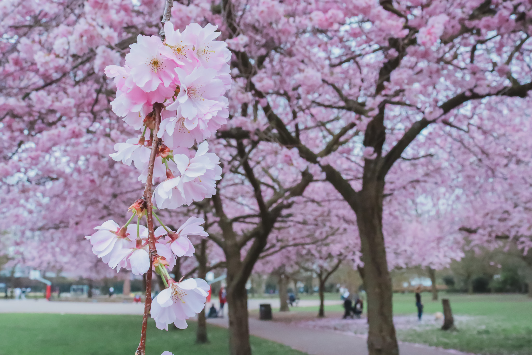 Where to find the cherry blossoms and magnolias in London (a complete