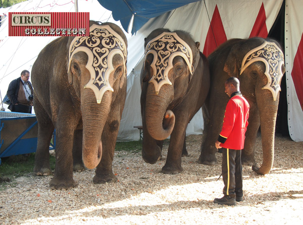 les éléphants du Cirque Knie  en coulisse 