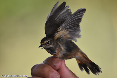 Cotxa blava (Luscinia svecica)