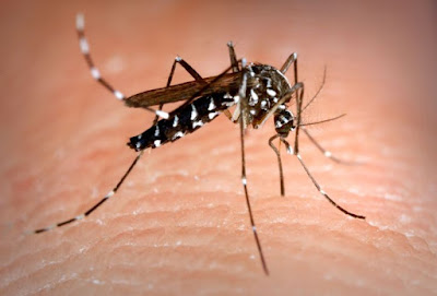 病媒蚊是居家常見的害蟲