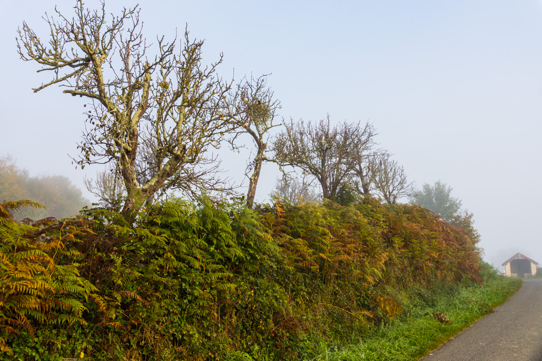 Туман в долине Туман в долине