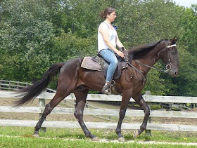 The Aspiring Equestrian: Tennessee Walking Horse