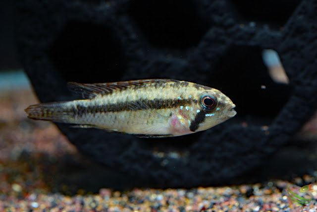 F1 Apistogramma sp. breitbinden / Sao Gabriel