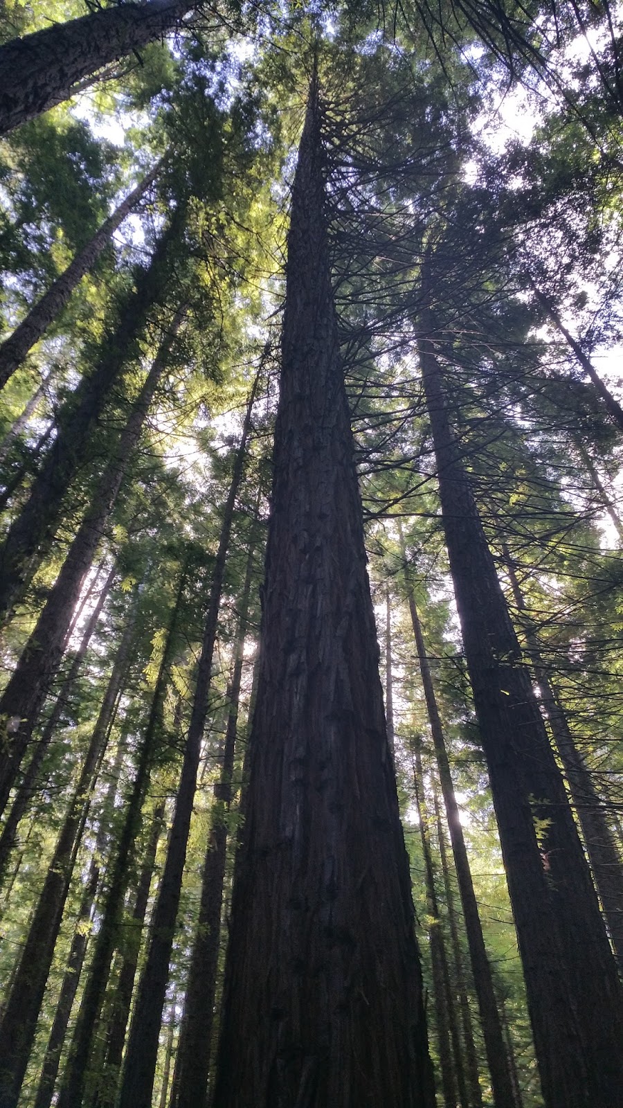 Daniel's Musings Redwoods…in Australia‽ Happy New Year!