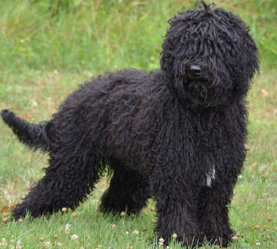 Barbet - Animals That Start With B Barbet - Animals That Start With B