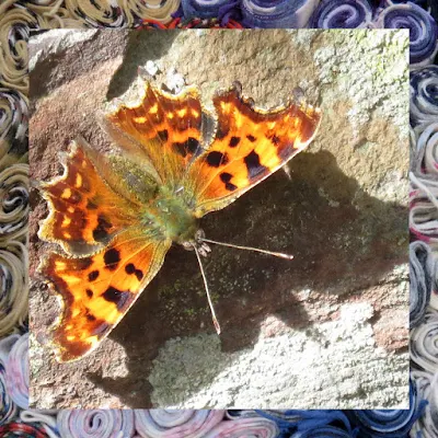 The Water of Leith in Edinburgh - Butterfly