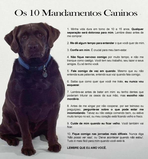 imagem de labrador - 10 mandamentos caninos