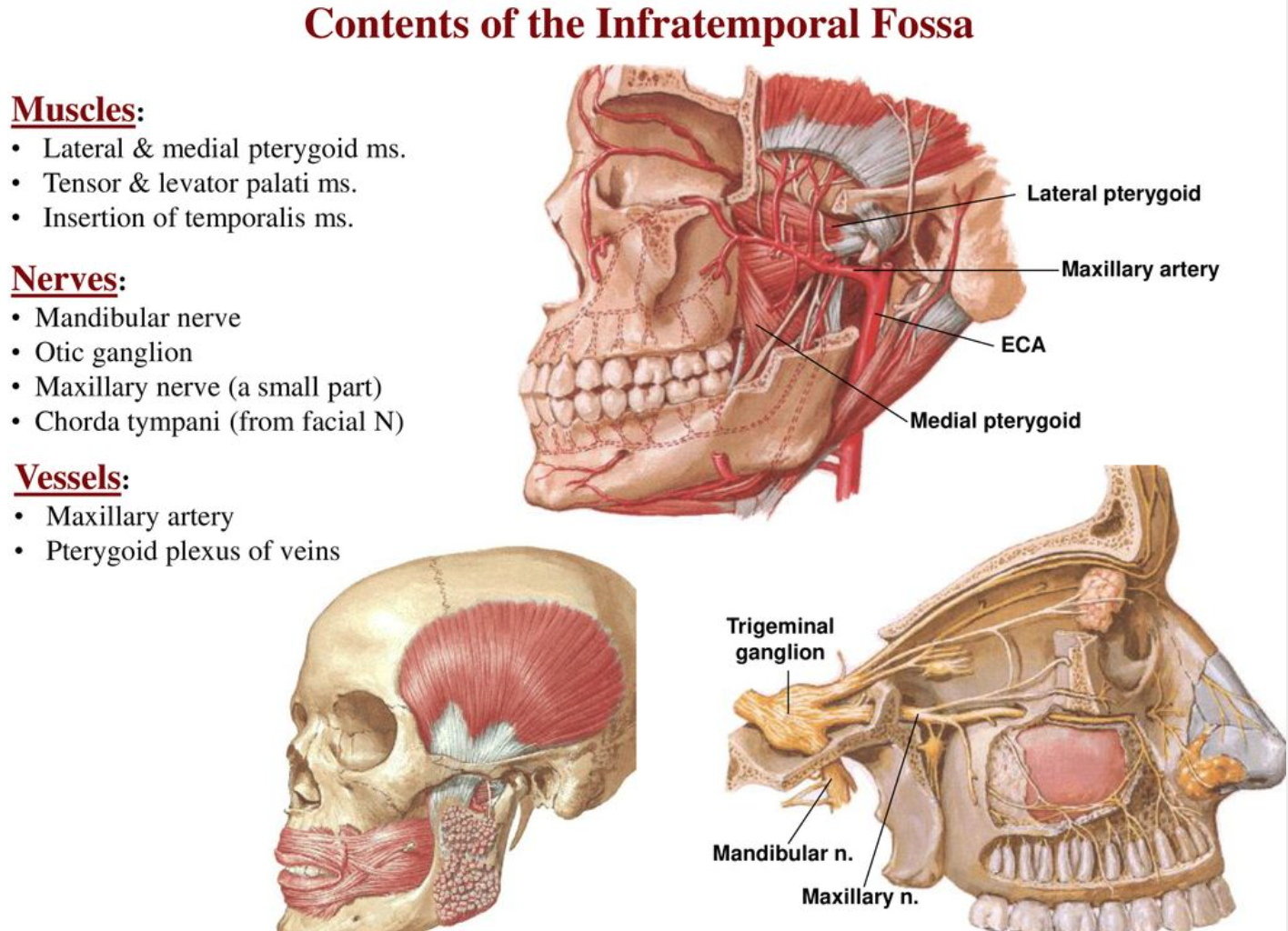 Head and Neck Anatomy: Temporal & Infratemporal Fossa
