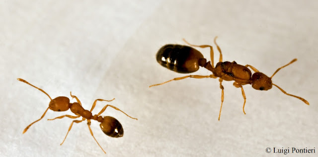 formigas-diferentes-tipos-de-operárias