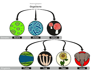 Major domains