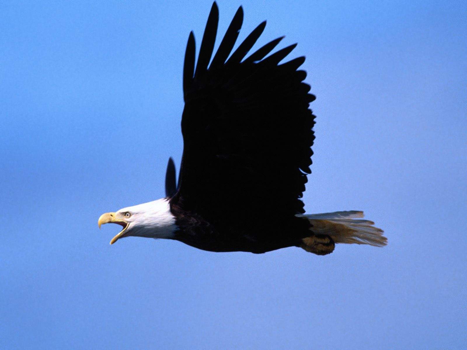 http://1.bp.blogspot.com/-3yE92O7Gr2Q/UHBjzB0IDTI/AAAAAAAAAsI/H-brMyfhwlY/s1600/Call-of-the-Wild-Bald-Eagle-hd-wallpaper-desktop.jpg