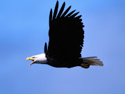 Call of the Wild, Bald Eagle Wallpaper (call of the wild bald eagle hd wallpaper desktop)