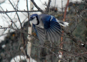 Blue Jay