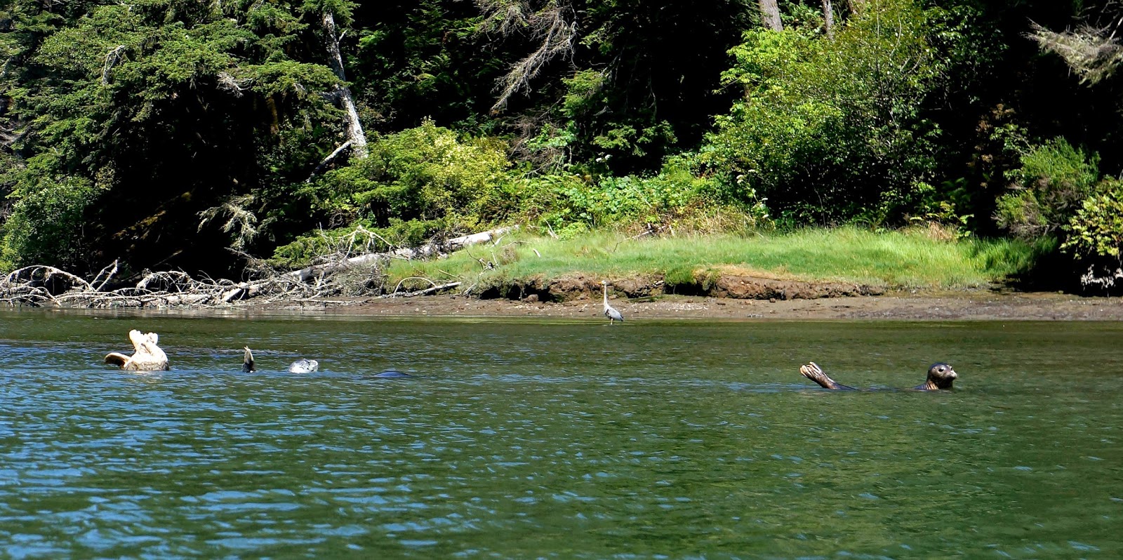 Paddle California The River Mild Kayaking the Albion River