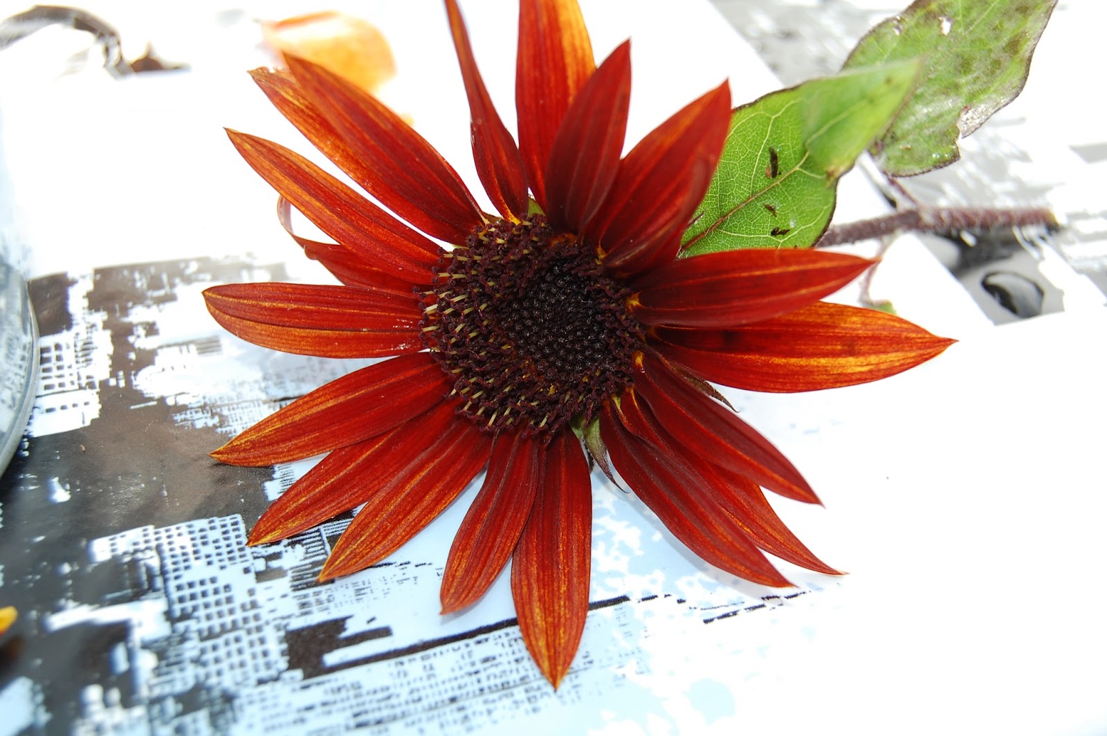 stenbacken-i-varpsj-solros-273-207-365