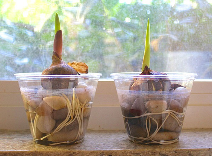 planting a bulb project for kids