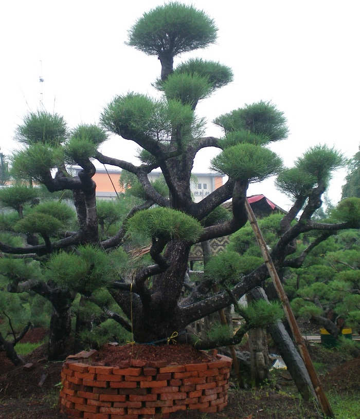 Tukang Taman Profesional: Bonsai