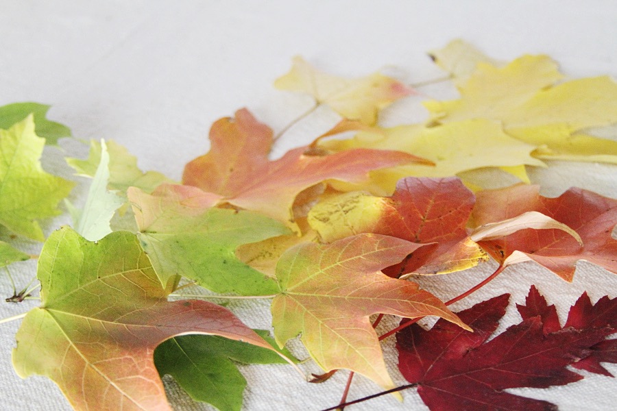 Simple Summit How to Preserve Leaves for Decorations
