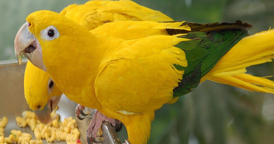 Yellow crowned parakeet Wikipedia (Texas Spring — Rio Grande, Hill