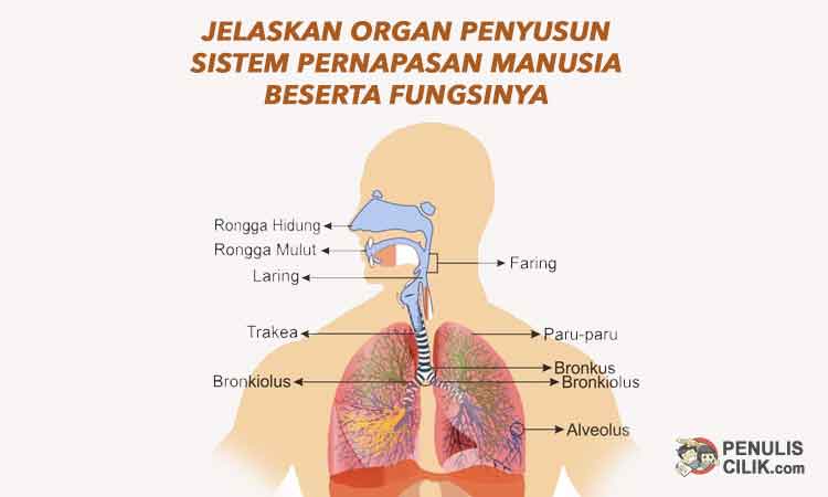 sistem pernapasan (sistem respirasi) ter-infeksi & penyebabnya